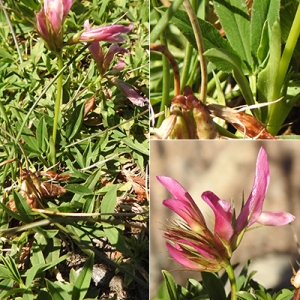 Photographie n°2259474 du taxon Trifolium alpinum L. [1753]