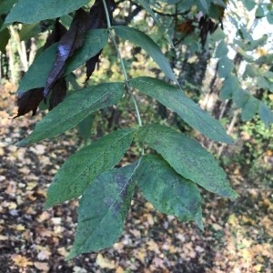 Photographie n°2259497 du taxon Fraxinus excelsior L. [1753]