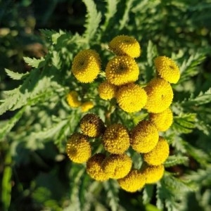 Photographie n°2259504 du taxon Tanacetum vulgare L. [1753]