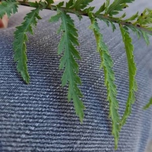 Photographie n°2259506 du taxon Tanacetum vulgare L. [1753]