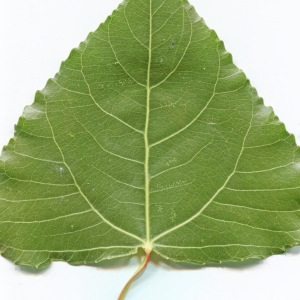 Photographie n°2259514 du taxon Populus nigra L. [1753]