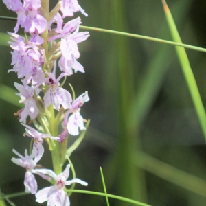 Photographie n°2259518 du taxon Dactylorhiza fuchsii (Druce) Soó [1962]