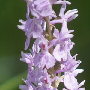 Photographie n°2259520 du taxon Dactylorhiza fuchsii (Druce) Soó [1962]