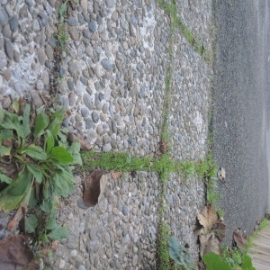 Photographie n°2259525 du taxon Plantago major L.