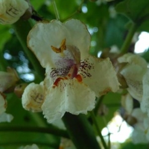 Photographie n°2259596 du taxon Catalpa bignonioides Walter [1788]