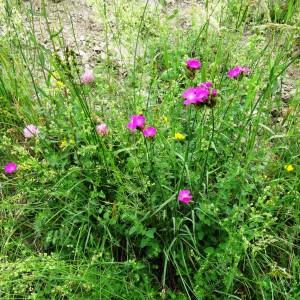 Photographie n°2259639 du taxon Dianthus carthusianorum L.