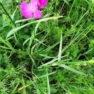 Photographie n°2259642 du taxon Dianthus carthusianorum L.