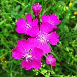 Photographie n°2259643 du taxon Dianthus carthusianorum L.