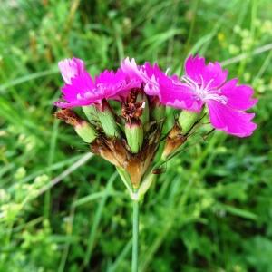 Photographie n°2259644 du taxon Dianthus carthusianorum L.