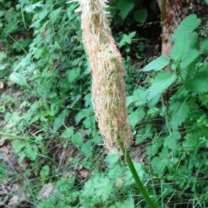 Photographie n°2259649 du taxon Phyteuma spicatum L. [1753]