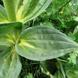 Photographie n°2259669 du taxon Gentiana lutea L.