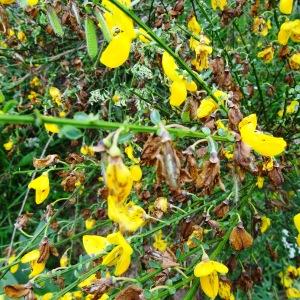 Photographie n°2259673 du taxon Cytisus scoparius subsp. scoparius 