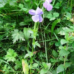 Photographie n°2259675 du taxon Viola cornuta L. [1763]