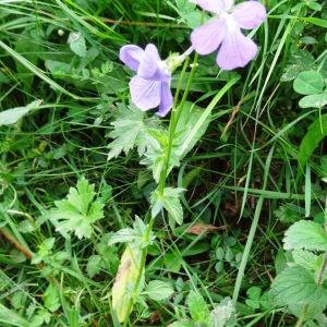 Photographie n°2259676 du taxon Viola cornuta L. [1763]