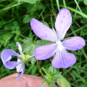 Photographie n°2259677 du taxon Viola cornuta L. [1763]