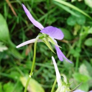 Photographie n°2259678 du taxon Viola cornuta L. [1763]