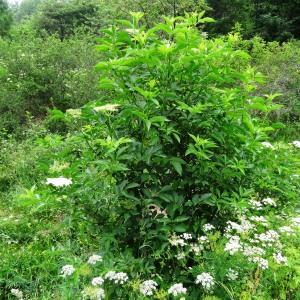 Photographie n°2259682 du taxon Sambucus nigra L. [1753]