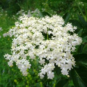 Photographie n°2259684 du taxon Sambucus nigra L. [1753]