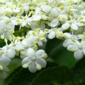 Photographie n°2259685 du taxon Sambucus nigra L. [1753]