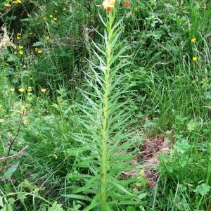 Photographie n°2259689 du taxon Lilium pyrenaicum Gouan