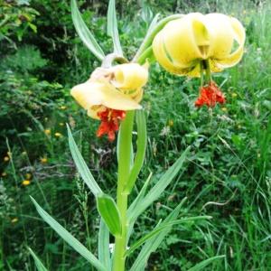 Photographie n°2259690 du taxon Lilium pyrenaicum Gouan