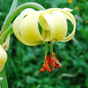 Photographie n°2259691 du taxon Lilium pyrenaicum Gouan