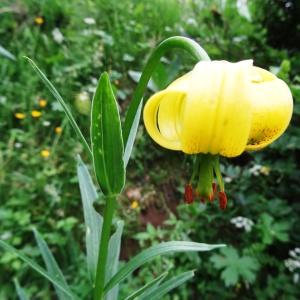 Photographie n°2259695 du taxon Lilium pyrenaicum Gouan