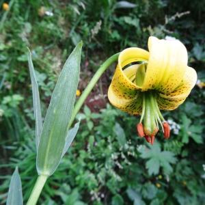 Photographie n°2259696 du taxon Lilium pyrenaicum Gouan