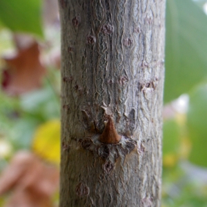Photographie n°2259707 du taxon Populus nigra L. [1753]
