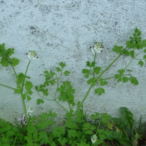 Photographie n°2259727 du taxon Fumaria capreolata L. [1753]