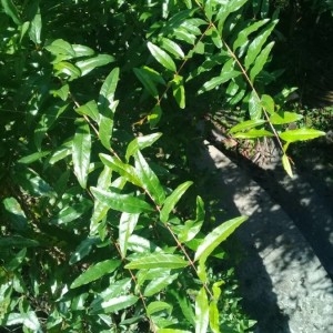 Photographie n°2259730 du taxon Punica granatum L. [1753]