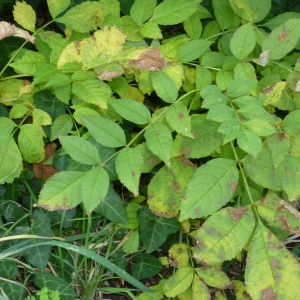 Photographie n°2259760 du taxon Fraxinus excelsior L. [1753]