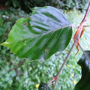 Photographie n°2259829 du taxon Fagus sylvatica f. sylvatica 