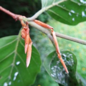 Photographie n°2259831 du taxon Fagus sylvatica f. sylvatica 