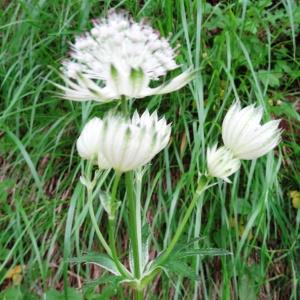 Photographie n°2259871 du taxon Astrantia major subsp. involucrata (W.D.J.Koch) Ces.