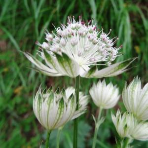 Photographie n°2259873 du taxon Astrantia major subsp. involucrata (W.D.J.Koch) Ces.