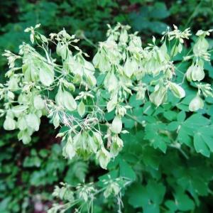 Photographie n°2259876 du taxon Thalictrum aquilegiifolium L. [1753]