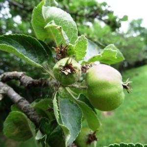 Photographie n°2259880 du taxon Malus domestica Borkh. [1803]