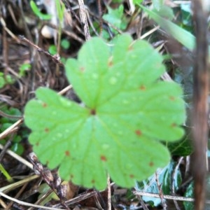 Photographie n°2259912 du taxon Geranium rotundifolium L. [1753]