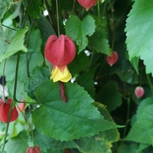 Photographie n°2259923 du taxon Abutilon megapotamicum (A.Spreng.) A.St.-Hil. & Naudin [1842]