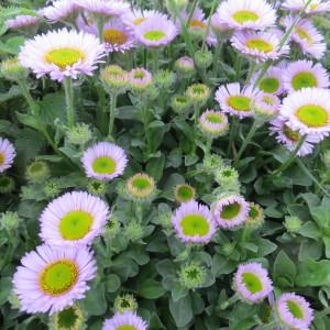 Photographie n°2259930 du taxon Erigeron glaucus Ker Gawl. [1815]