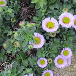 Photographie n°2259931 du taxon Erigeron glaucus Ker Gawl. [1815]