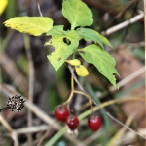 Photographie n°2259934 du taxon Solanum dulcamara L. [1753]