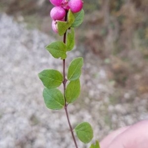 Photographie n°2259935 du taxon Symphoricarpos orbiculatus Moench [1794]