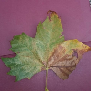 Photographie n°2259951 du taxon Platanus x hispanica Mill. ex Münchh. [1770]