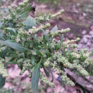 Photographie n°2259976 du taxon Chenopodium ficifolium Sm. [1800]