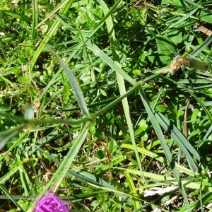 Photographie n°2260056 du taxon Dianthus hyssopifolius L. [1755]