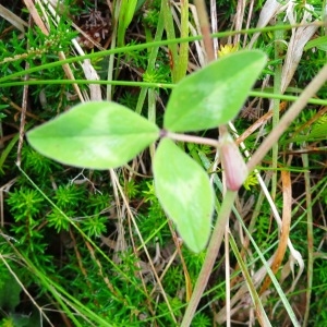 Photographie n°2260079 du taxon Trifolium medium L. [1759]