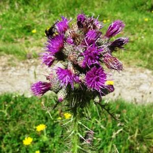 Photographie n°2260127 du taxon Cirsium palustre (L.) Scop. [1772]