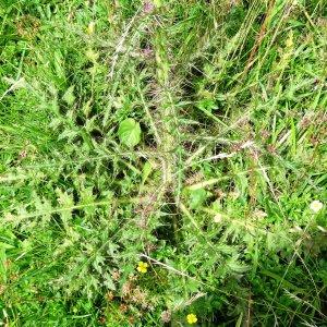 Photographie n°2260130 du taxon Cirsium palustre (L.) Scop. [1772]